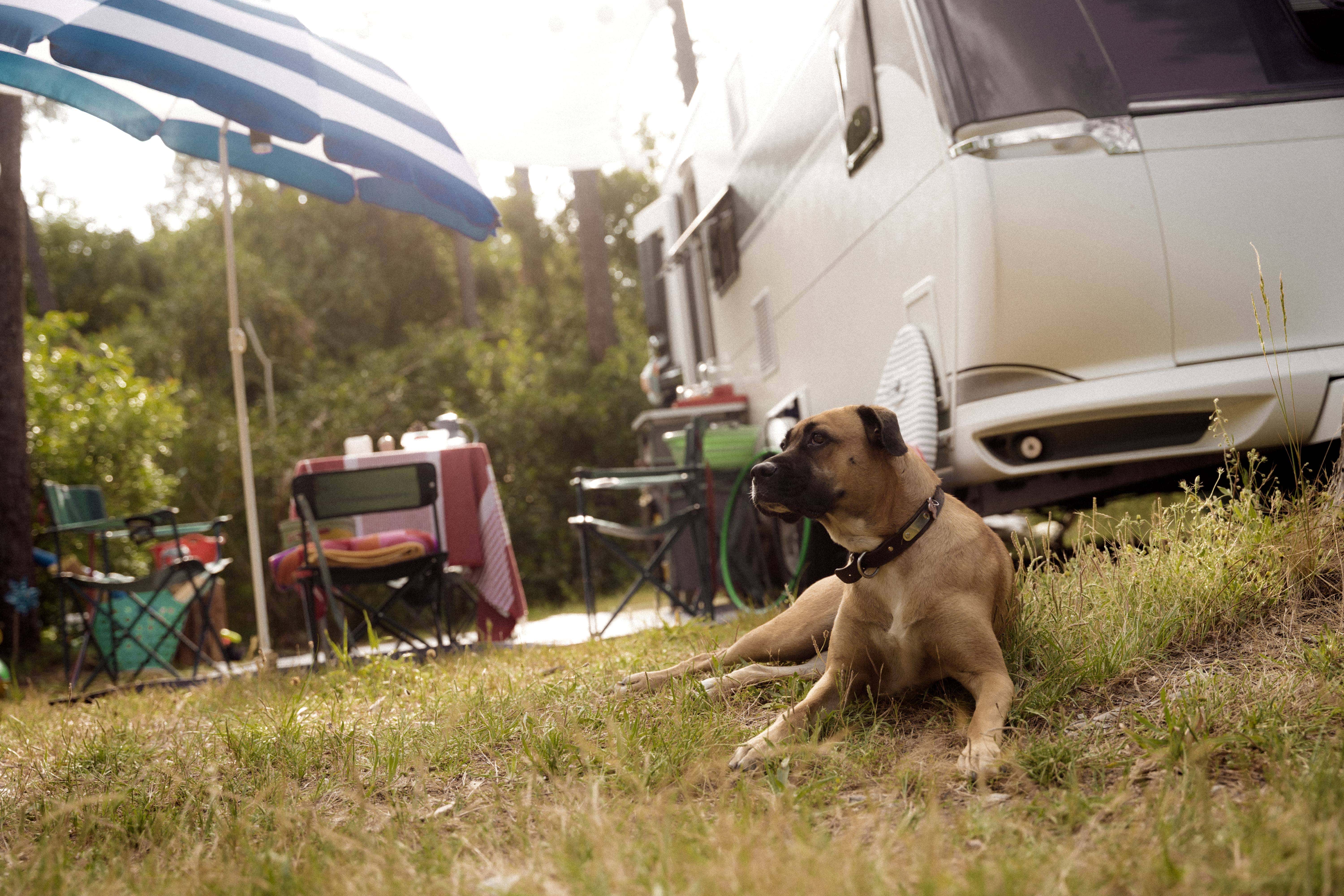 Wohnmobil mieten mit Hund
